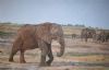 "Chobe Elephant"