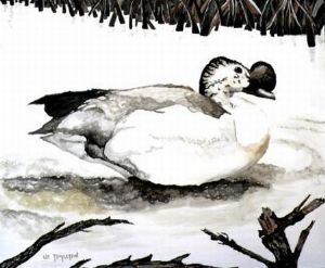 "Knobbed Bill Duck"