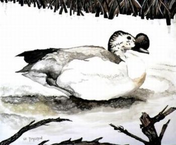 "Knobbed Bill Duck"