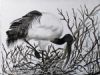 "Sacred Ibis"