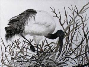 "Sacred Ibis"