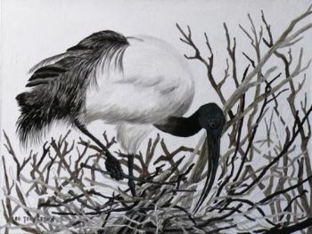 "Sacred Ibis"