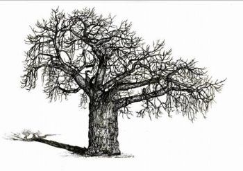"Baobab"
