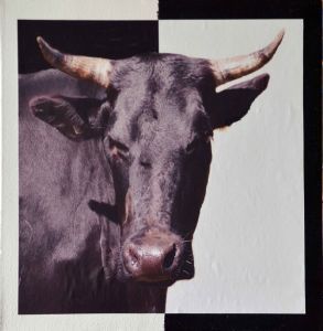 "Black Cow"
