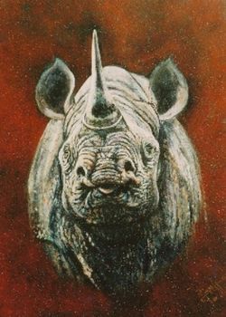"Rhino"