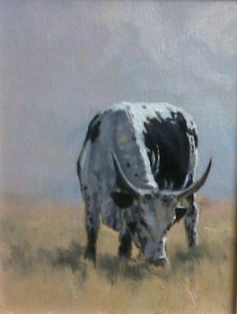 "Nguni"