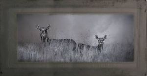 "Waterbuck"