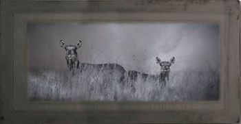 "Waterbuck"