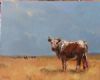 "Nguni 2"