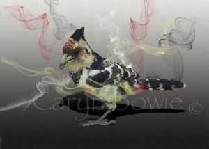 "Crested Barbet"