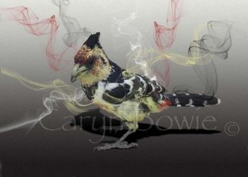 "Crested Barbet"