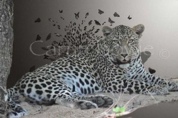 "Leopard"