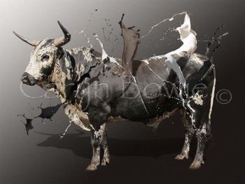 "Nguni Bull"