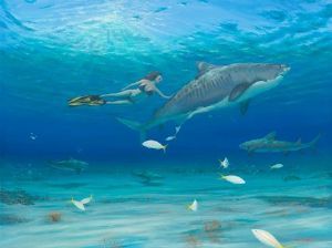 "Freediving with Sharks"