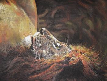 "Lion in Timbavati"
