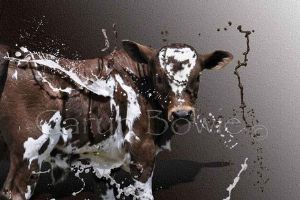 "Nguni Calf"