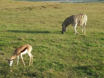 "Impala and Zebra Grazing - set of 6"