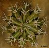 "succulant2"