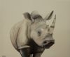 "White Rhino"