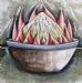 Protea in Vase