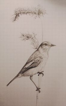 "African Stonechat"