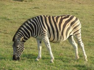 "Zebra - set of 6"