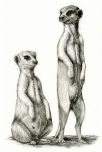 "Meerkats"