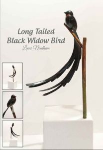 "Long Tailed Black Widow Bird"