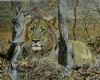 "Lord of the Mopani Bush"