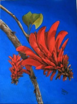"Coral Tree Flower"