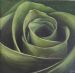 Rose Green