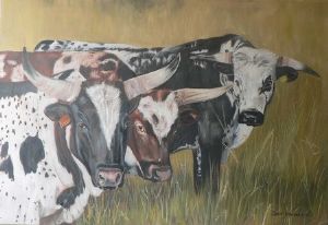 "Nguni Looking at me"