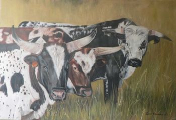 "Nguni Looking at me"