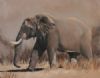 "Elephant"