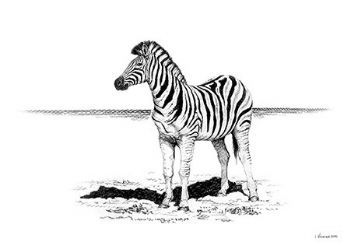 "Zebra Landscape"