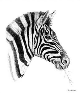 "Zebra Portrait"