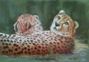"Cheetah"