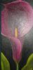 "Purple Lily"