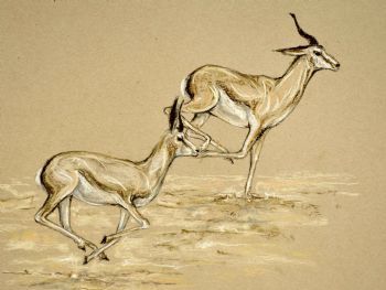 "springbokke"