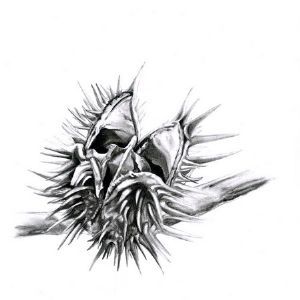 "Seed Pod 2"