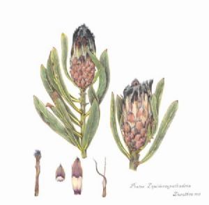 "Protea Lepiocarpodendron"