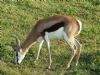 "Springbok Grazing  Set of 6"