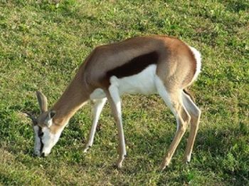 "Springbok Grazing  Set of 6"