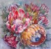 "Proteas VII"