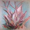 "Aloe"