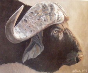 "Cape Buffalo"