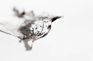 "Leaf Skeleton #2"