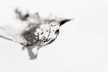 "Leaf Skeleton #2"