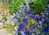 "Blue Iris"