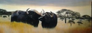 "Buffalo"